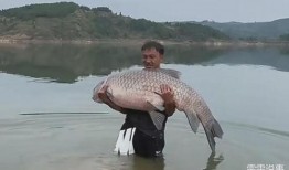 青鱼视频国产在线