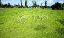 青青青草国产视频,国产视频中的青春记忆与成长轨迹