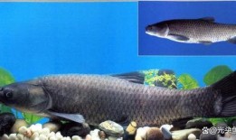 青鱼视频国产在线