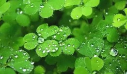 国产人人草,人人草，绿色健康生活新选择